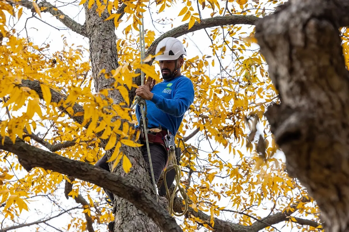 Skilled Tree Trimming crew working in Ridgeway